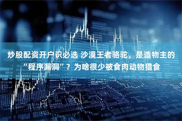 炒股配资开户识必选 沙漠王者骆驼，是造物主的“程序漏洞”？为啥很少被食肉动物猎食